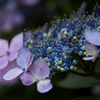 矢田寺　紫陽花１