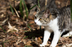 野良子猫