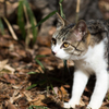 野良子猫