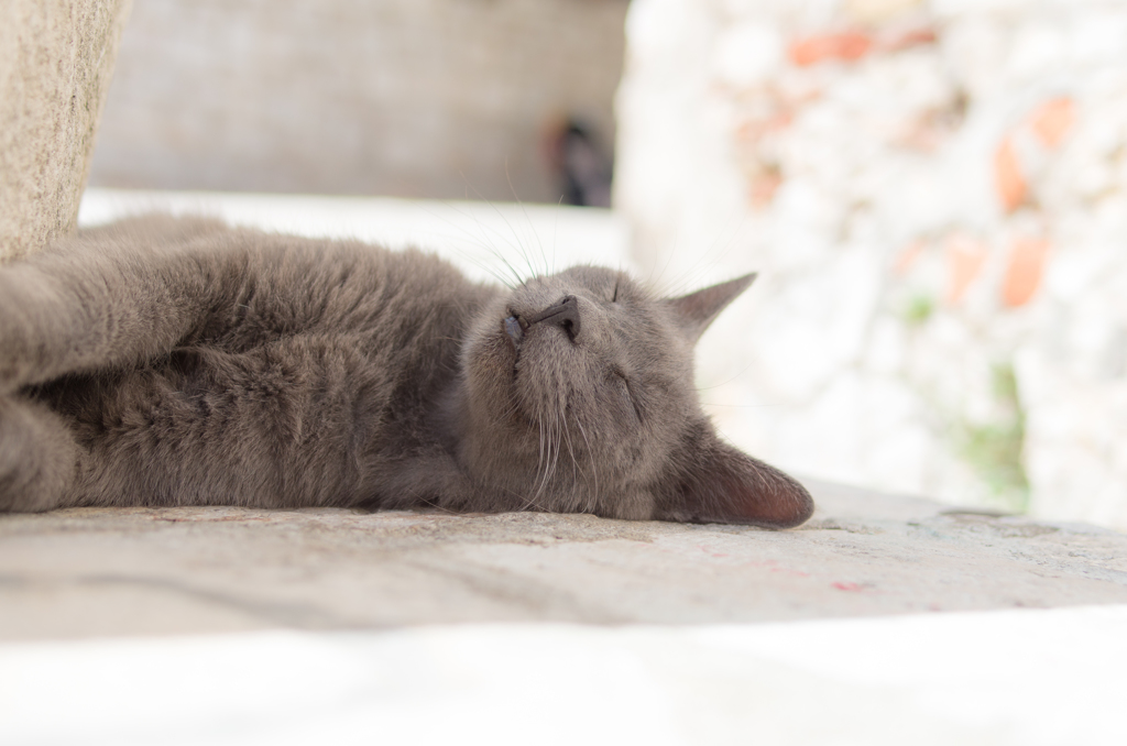 クロアチアの野良猫さん