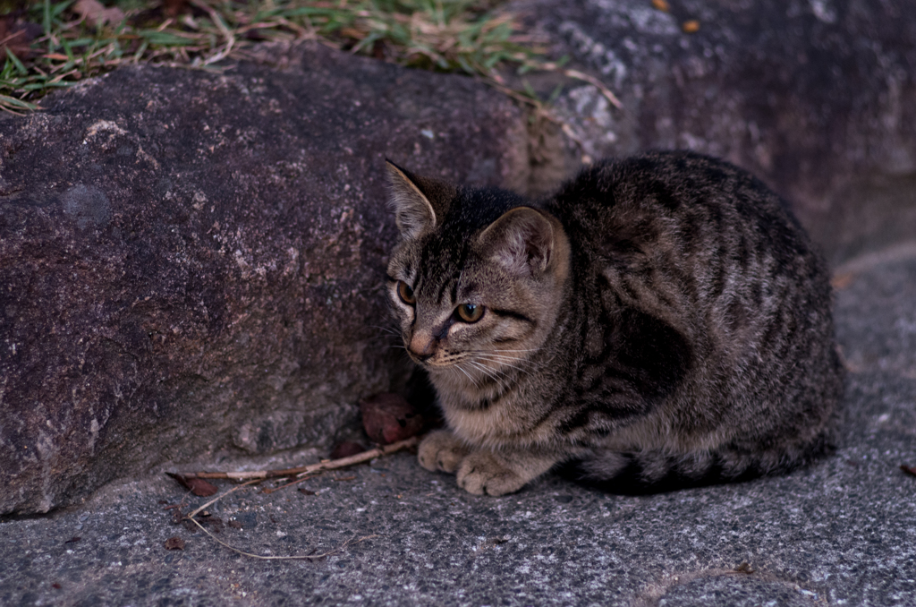 野良子猫３