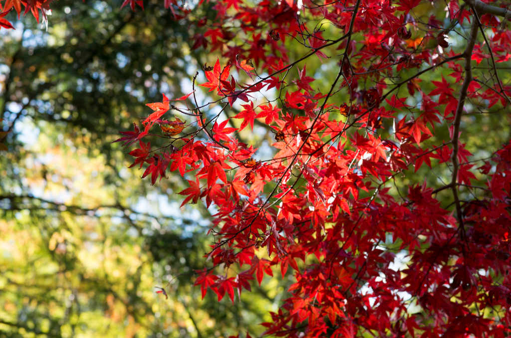 そろそろ紅葉