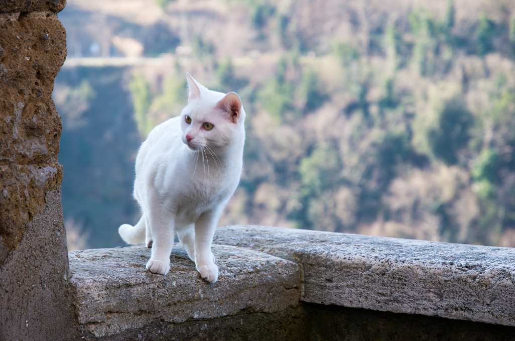 ピティリアーノ　野良猫