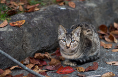 落ち葉と野良子猫