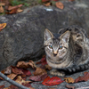 落ち葉と野良子猫