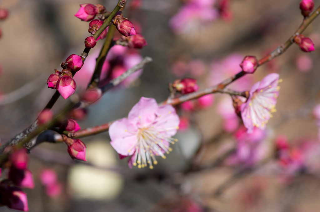 まだまだ蕾