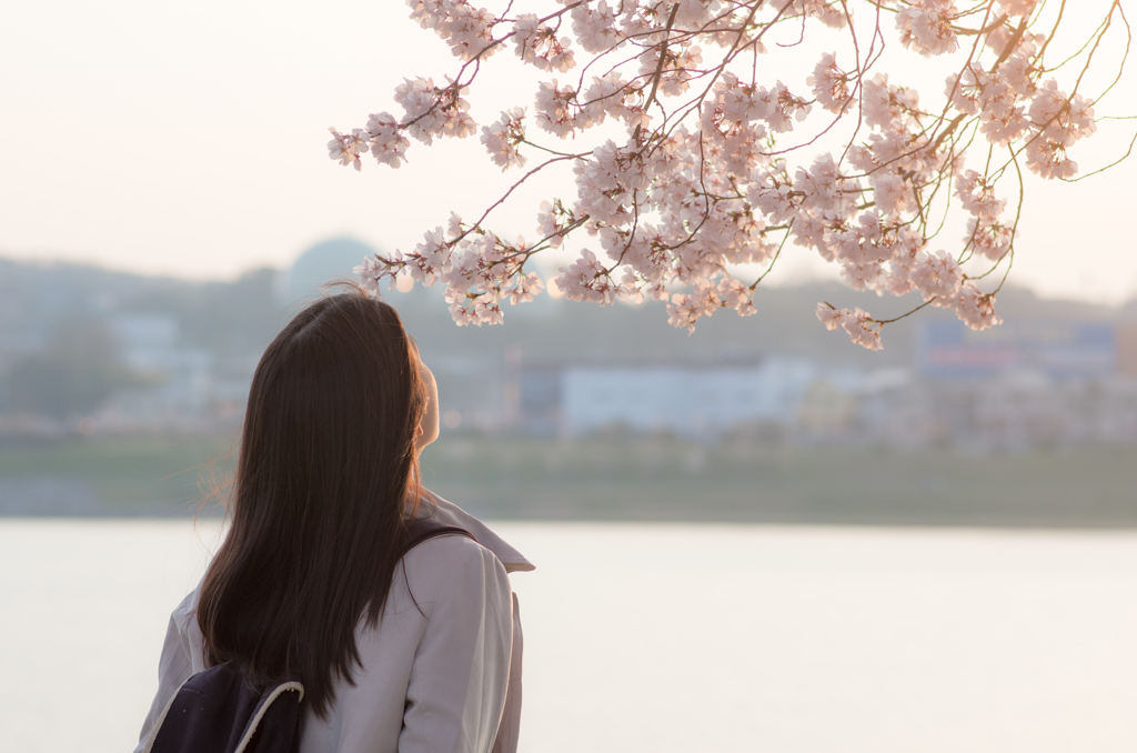 桜香る