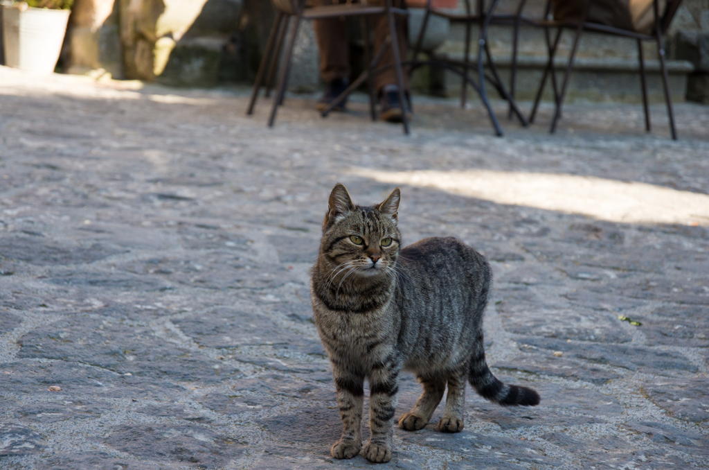 チヴィタの野良猫