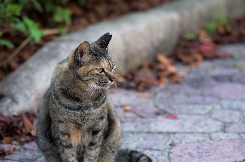 野良猫さん