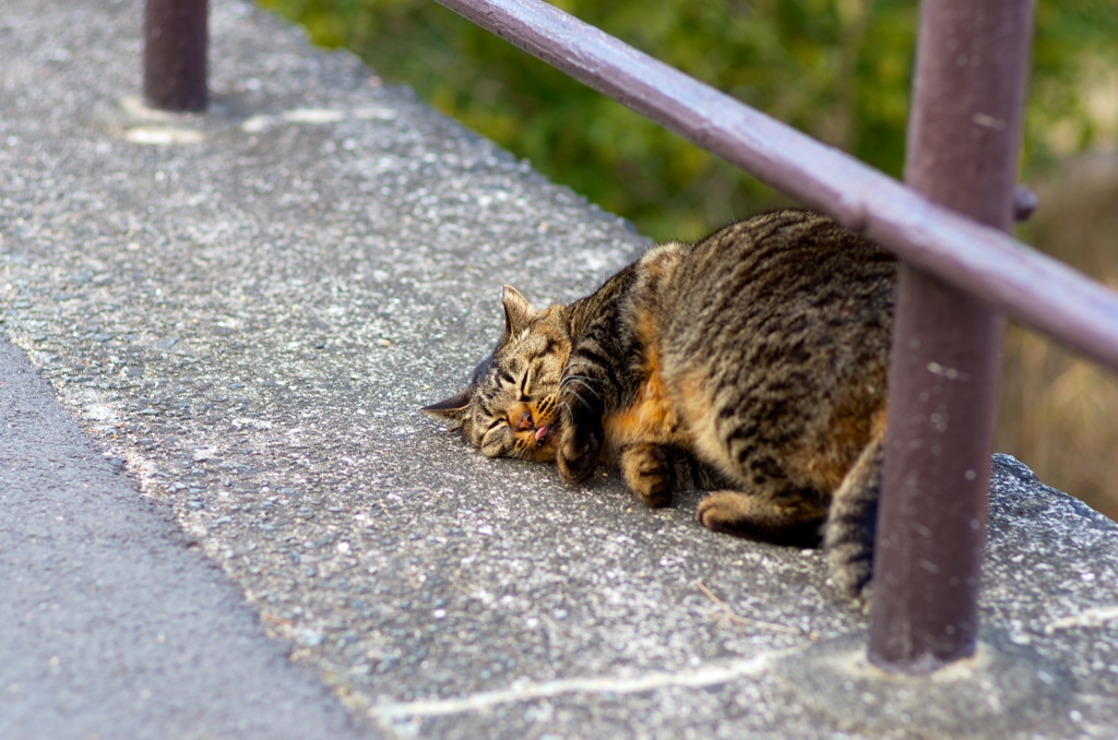 だら〜っと