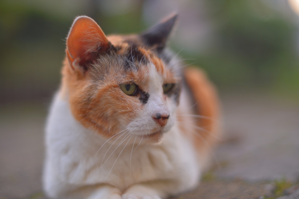 14415489141_7e30085217_o