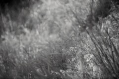 Light of the Mt. village