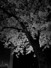 IMG_0551
