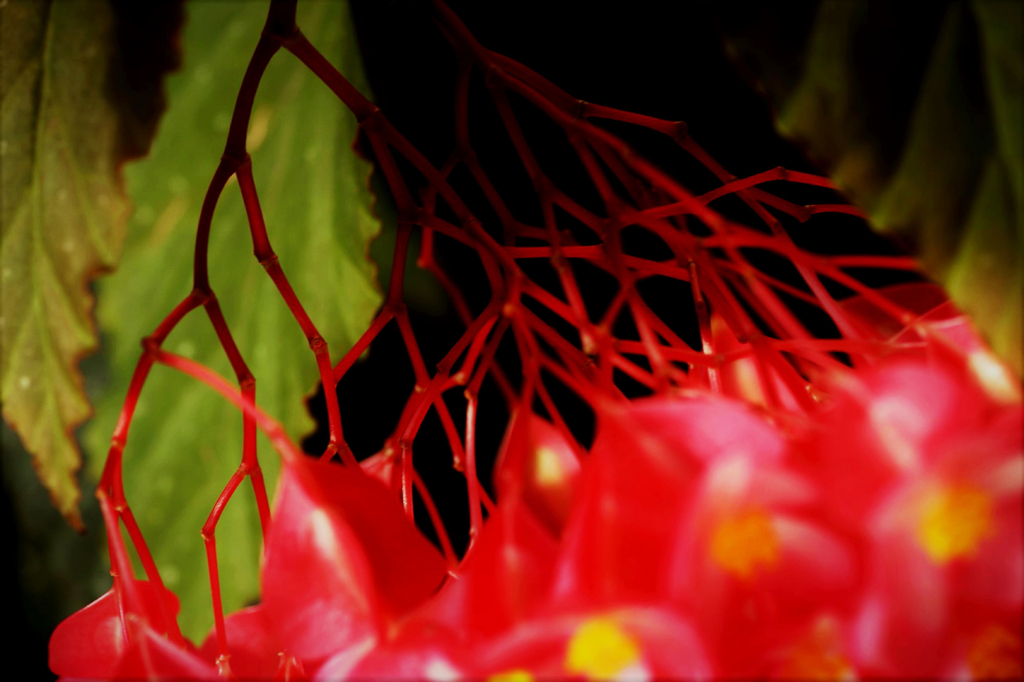 Red stem