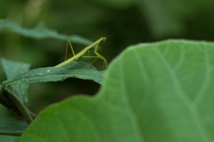カマキリ