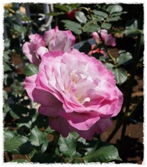 旧古河庭園のバラ