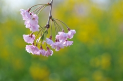 垂れ桜と菜の花