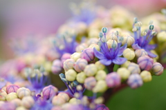 紫陽花のあめちゃん