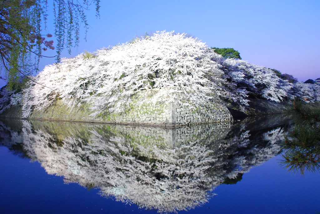 夜桜〜