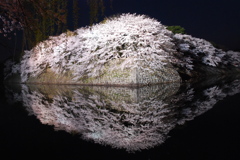 夜桜〜②