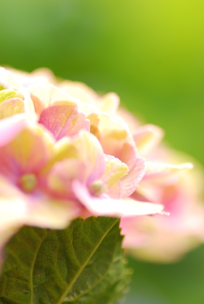 紫陽花の花言葉・・・