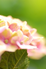 紫陽花の花言葉・・・
