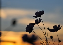 夕暮れ秋桜