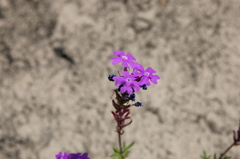 根性花