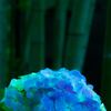 竹と紫陽花