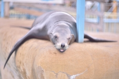 テヘペロ