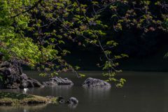 じーっと水面を見つめる。