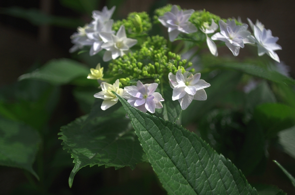 紫陽花 02