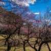 小石川植物園写ん歩...02