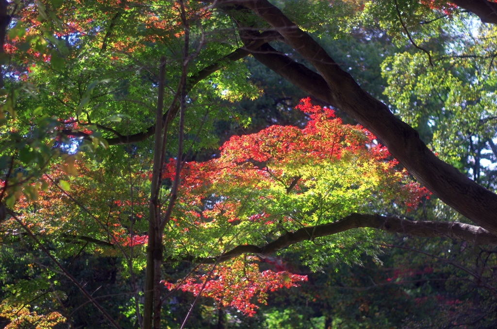 モミジ＠井の頭公園03　20151129