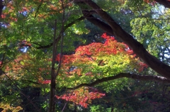 モミジ＠井の頭公園03　20151129