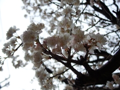 桜桃花の宴...03