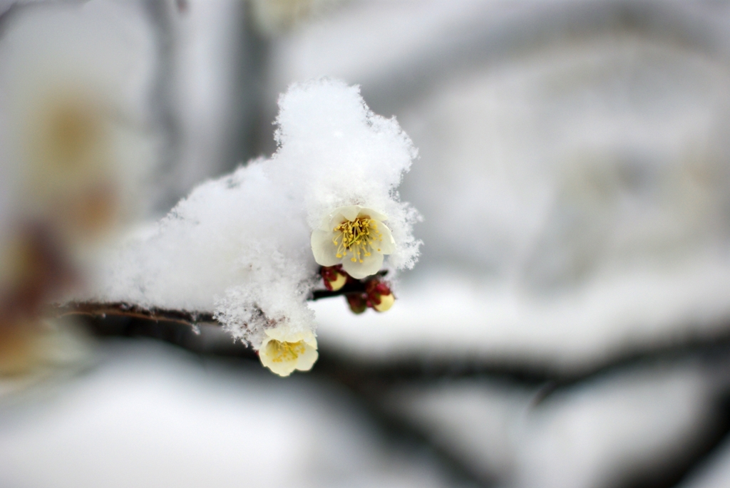 雪布団...04
