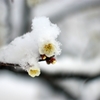 雪布団...04