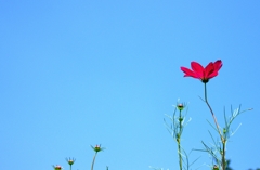コスモスと青空......