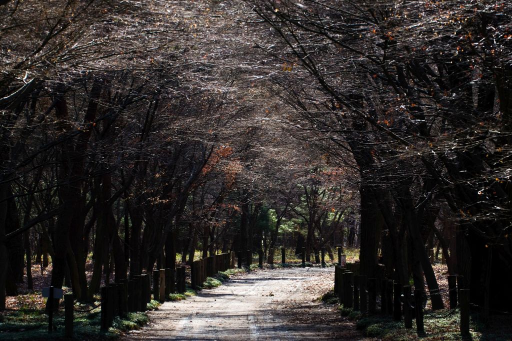 禅寺の雑木林...02