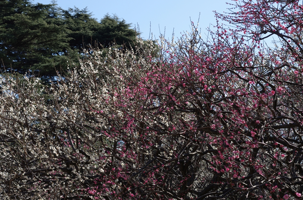 新宿御苑の白梅紅梅 02