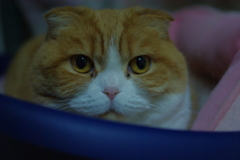 こんばんは....（＝ΦωΦ＝）