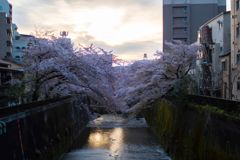 朝日と桜と川 1