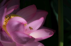 蓮と蜂...05＠上野不忍池