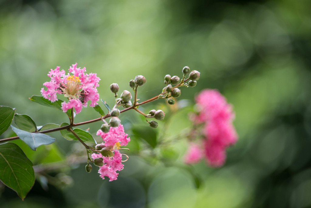 サルスベリの花...01