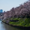 千鳥ヶ淵のサクラ 2