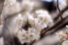 今日の桜桃の花...01