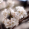 今日の桜桃の花...01