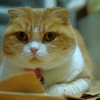 こんにちは......（＝ΦωΦ＝）