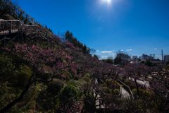 池上梅園写ん歩...01